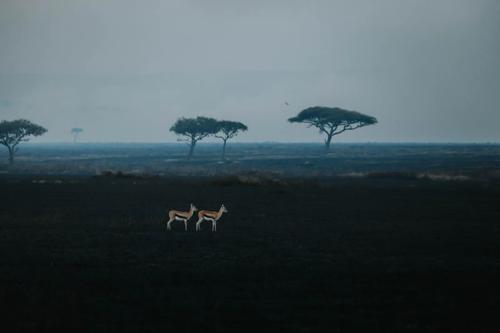 Eine Gazelle in der offenen Ebene