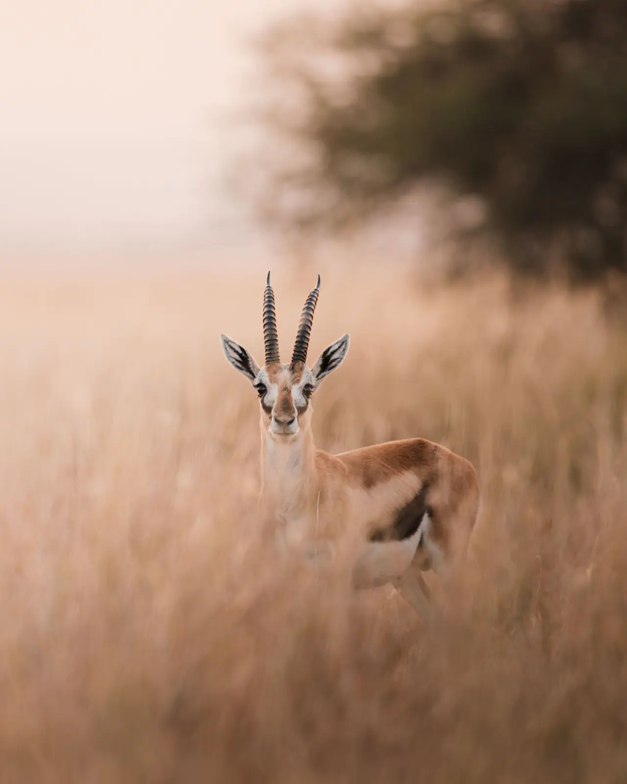Eine Gazelle in der offenen Ebene
