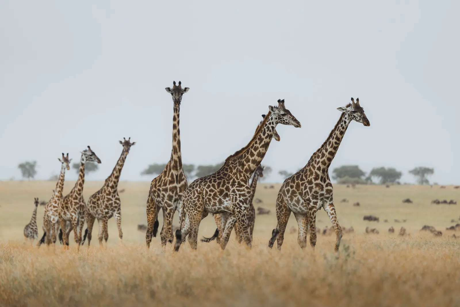 Giraffe in piedi nella savana