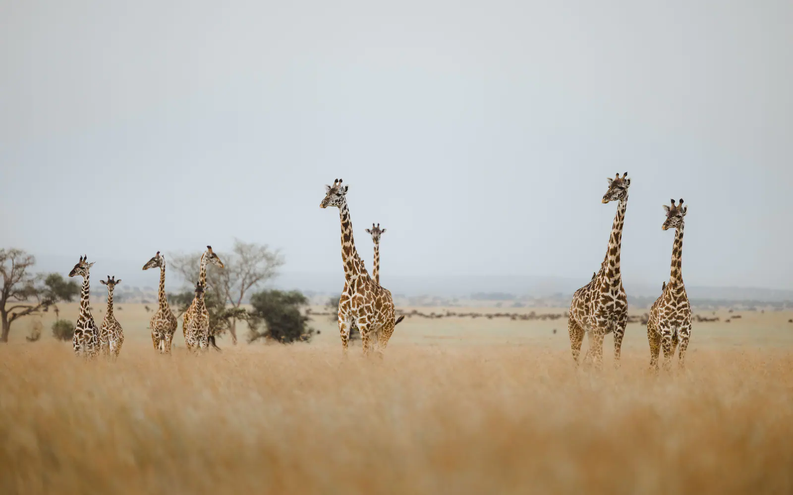 Giraffen in der Savanne
