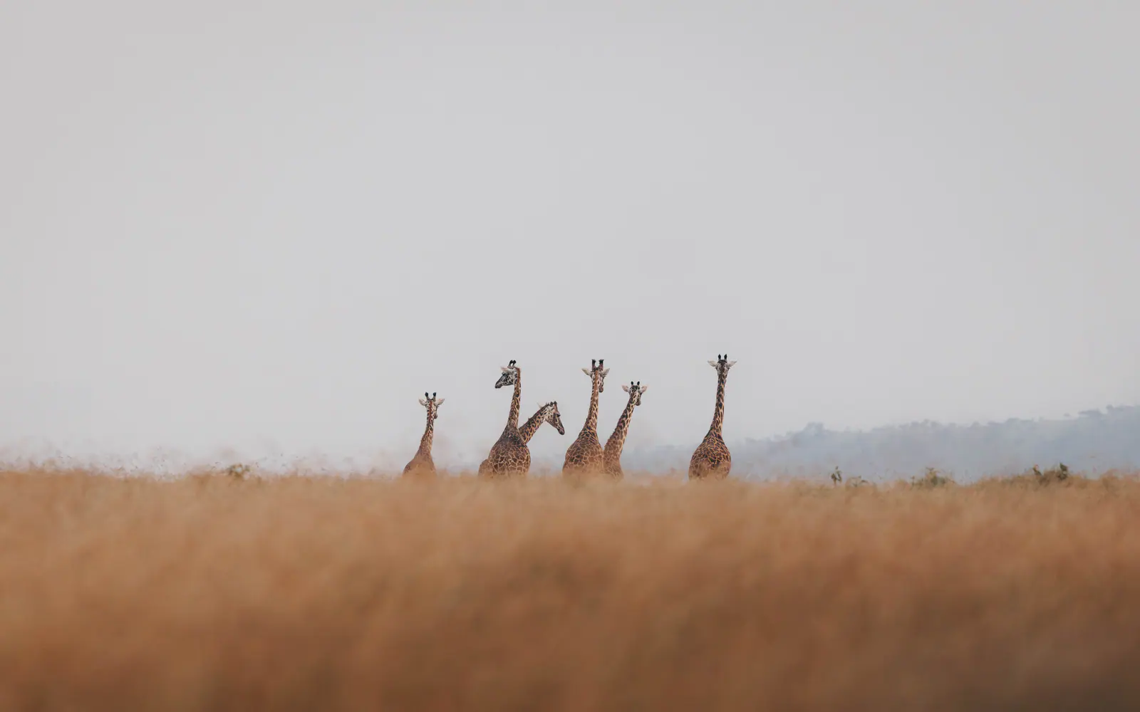 Giraffes standing on the savannah