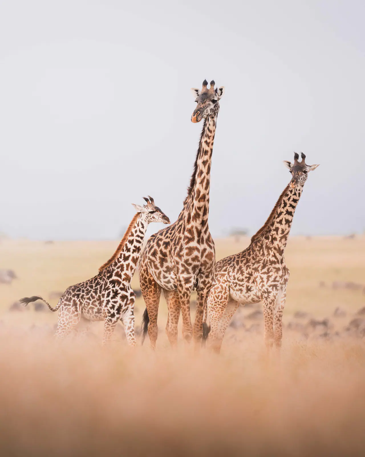 Giraffen in der Savanne