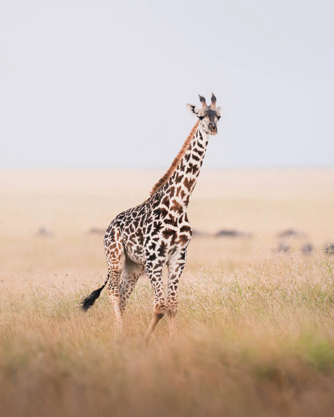 Giraffen in der Savanne