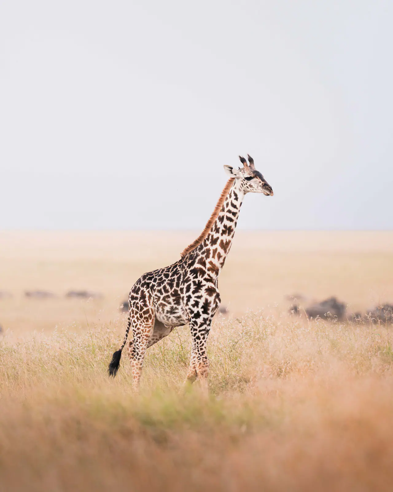 Giraffen in der Savanne