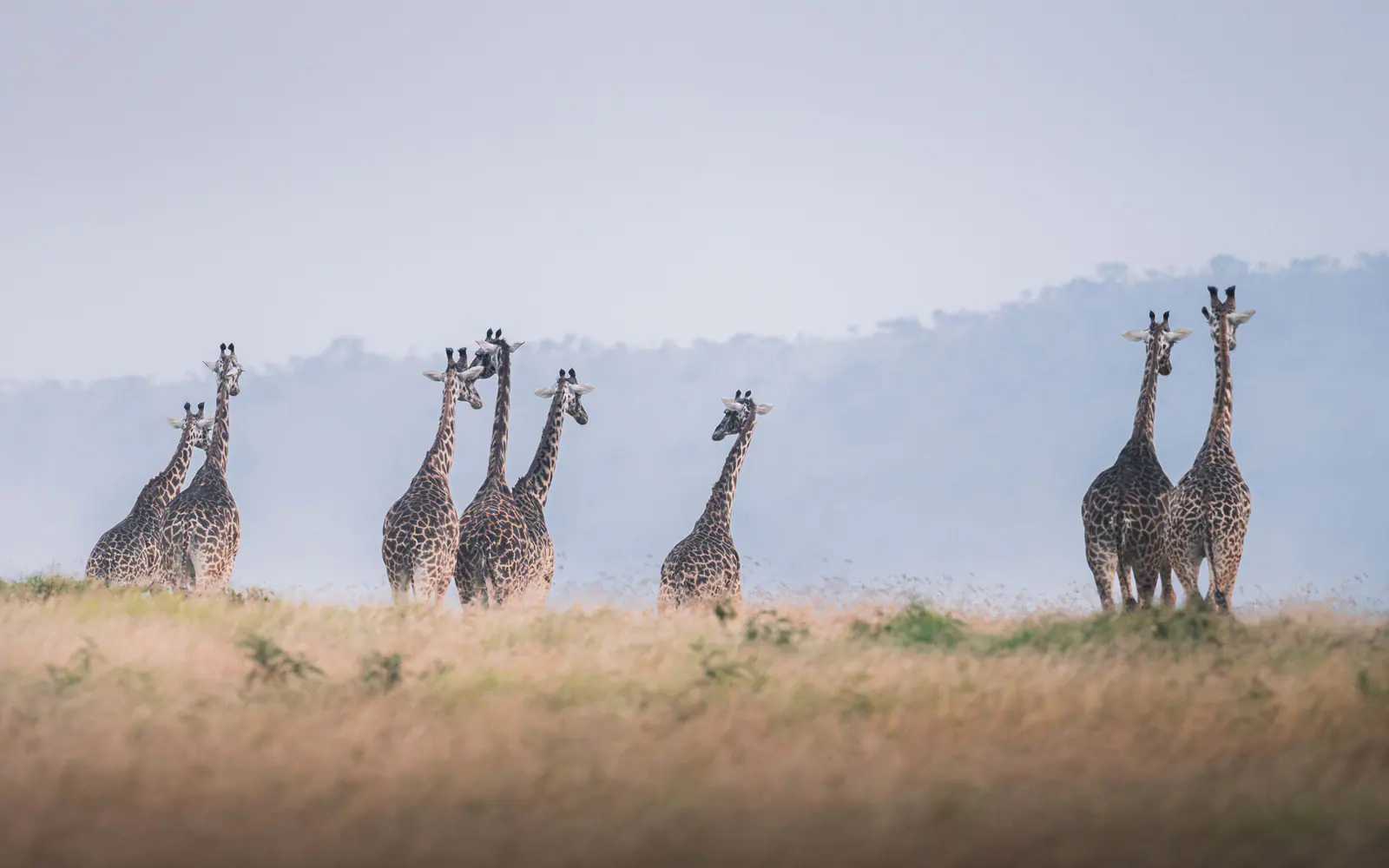 Giraffe in piedi nella savana