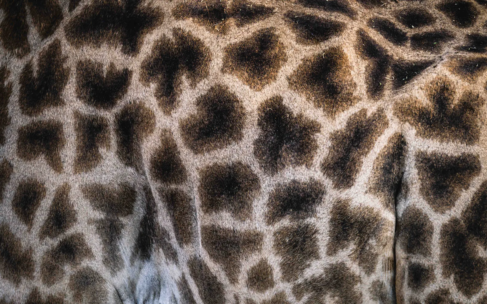 Dettaglio del manto maculato di una giraffa