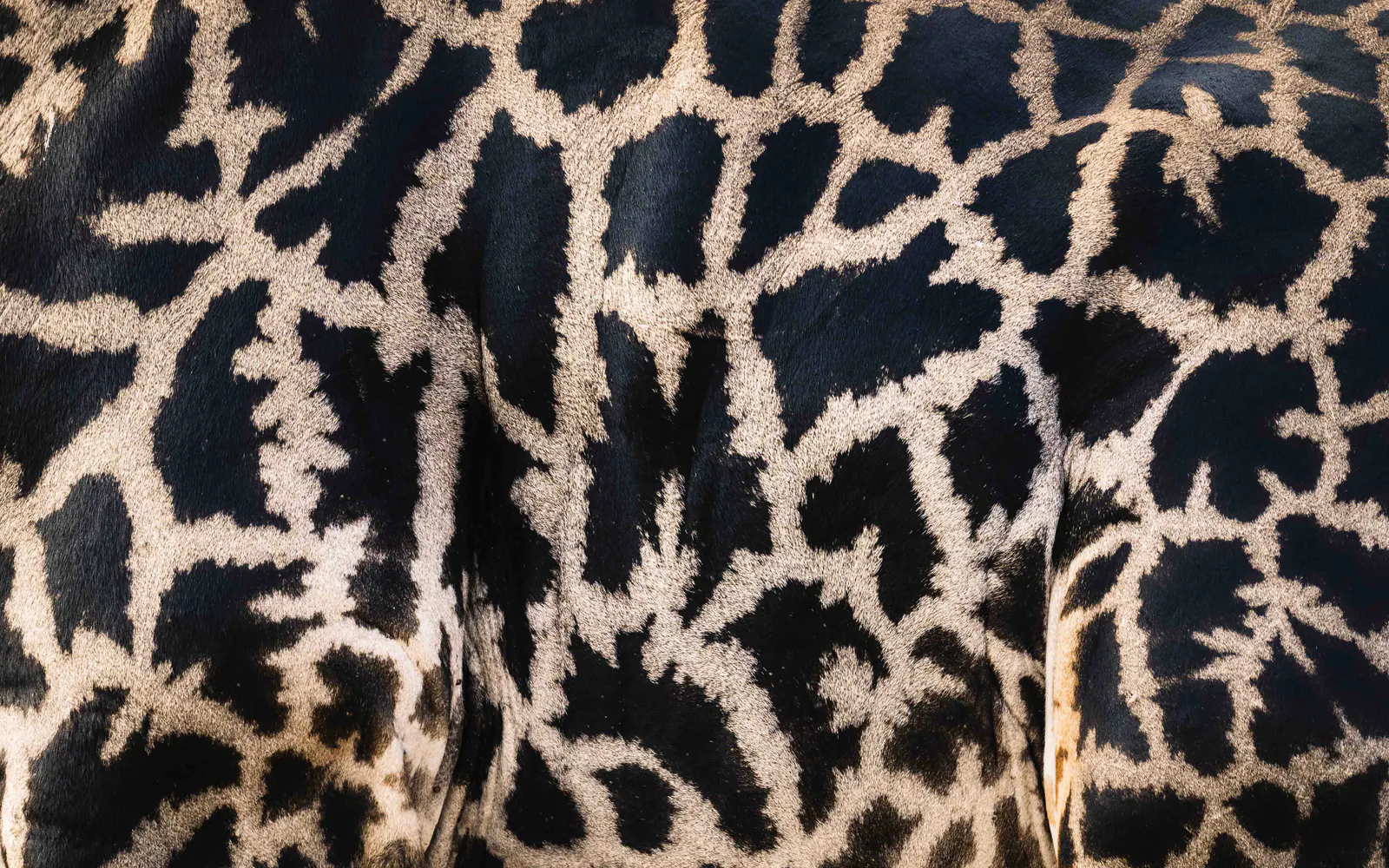 Dettaglio del manto maculato di una giraffa