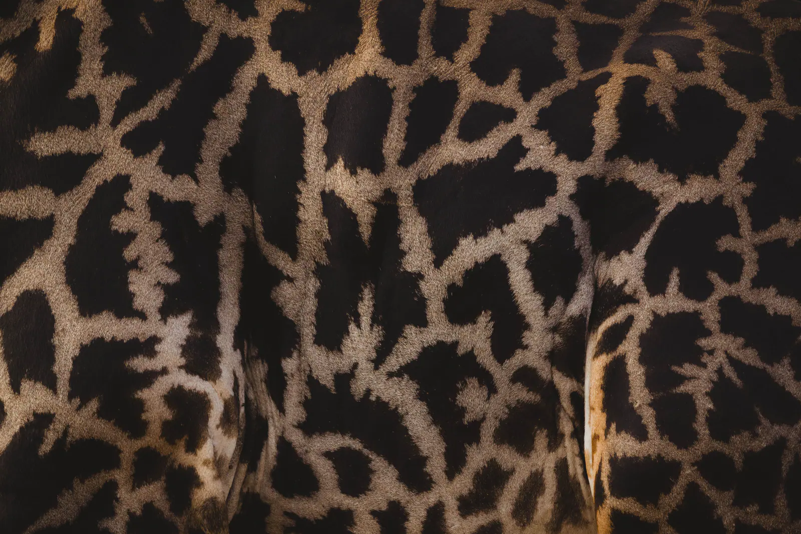 Gros plan sur la robe tachetée d’une girafe
