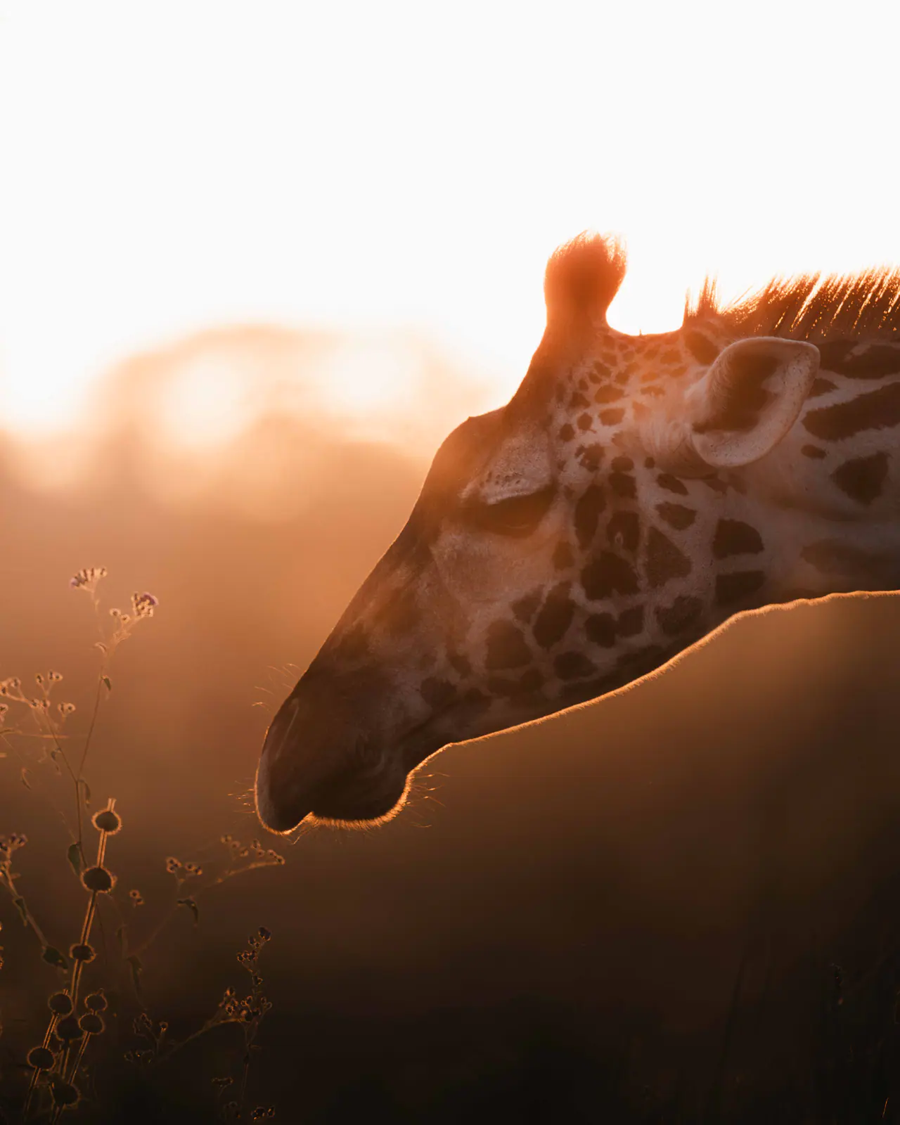 Eine Giraffe im goldenen Licht des Sonnenuntergangs