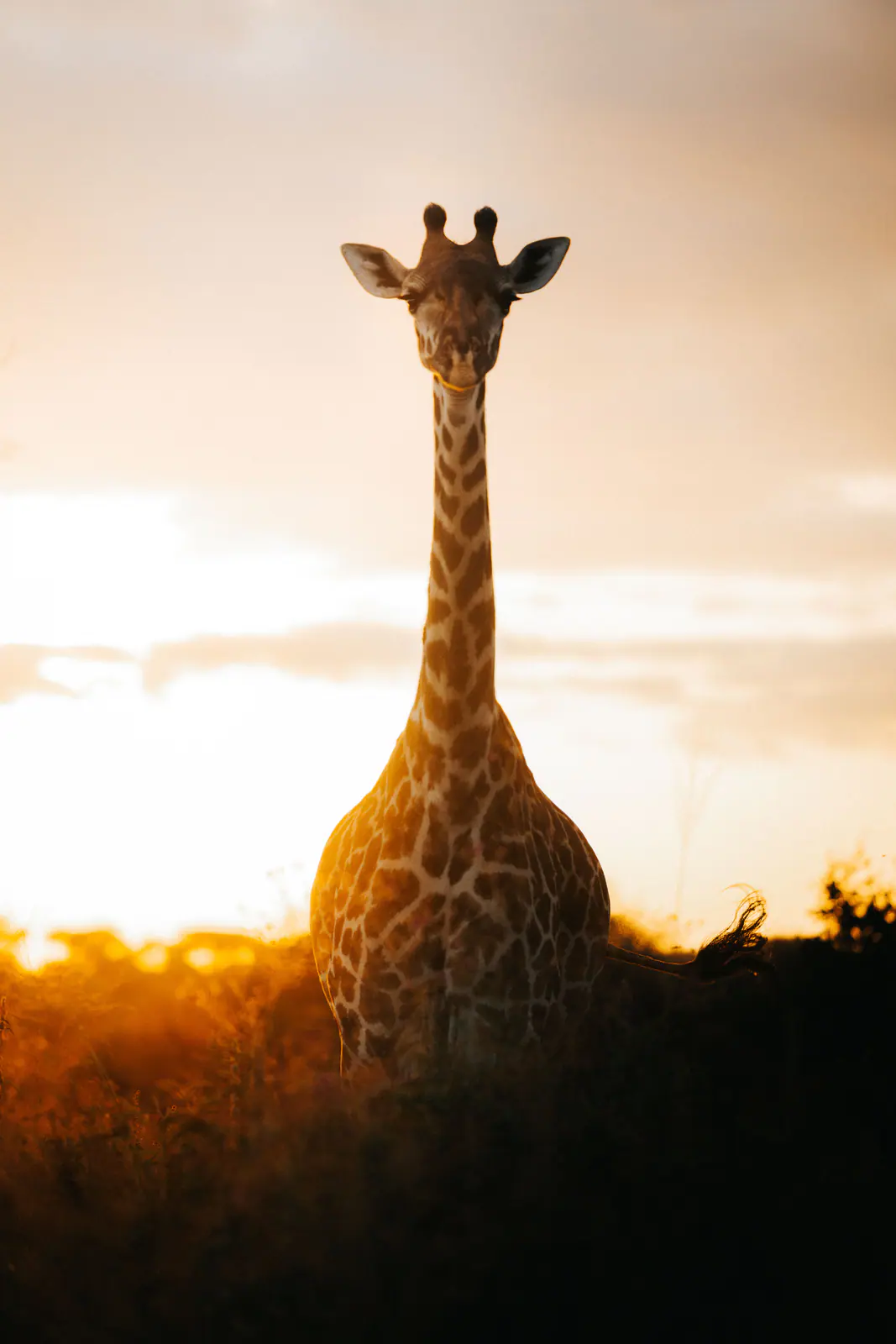 Una giraffa nella luce dorata del tramonto