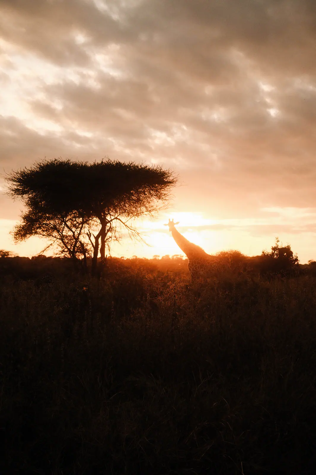 Una giraffa nella luce dorata del tramonto