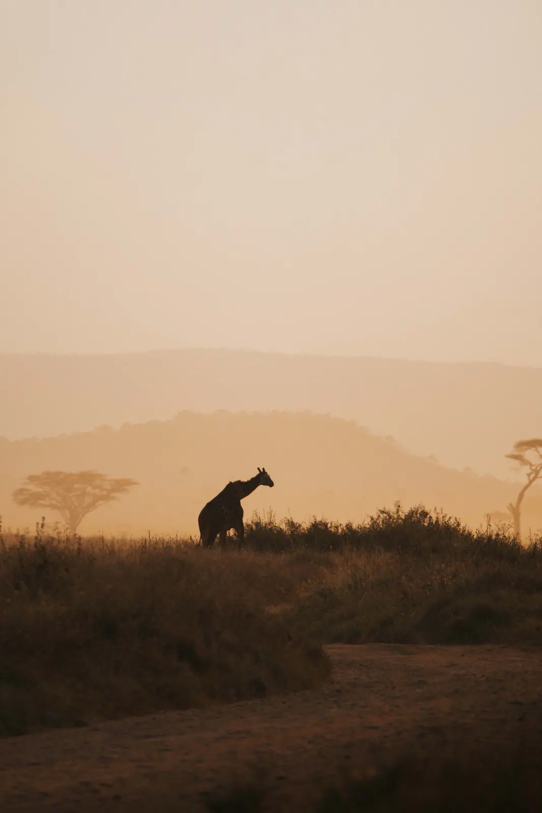 Eine Giraffe im goldenen Licht des Sonnenuntergangs
