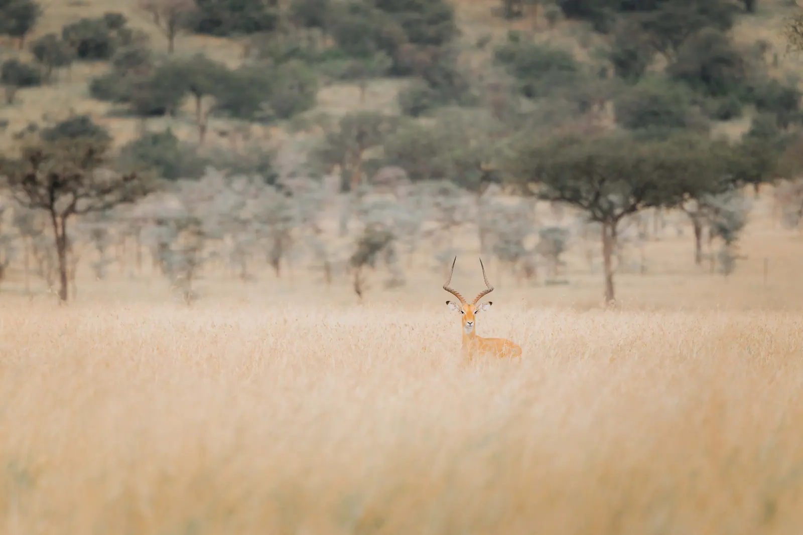 Impala nell’erba alta e dorata