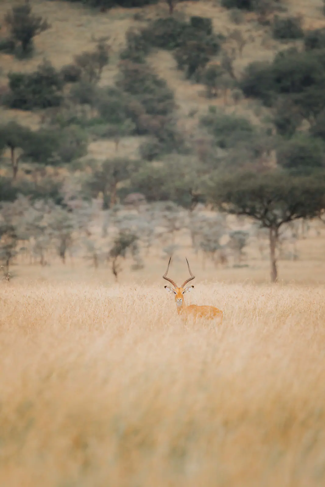 Impala nell’erba alta e dorata