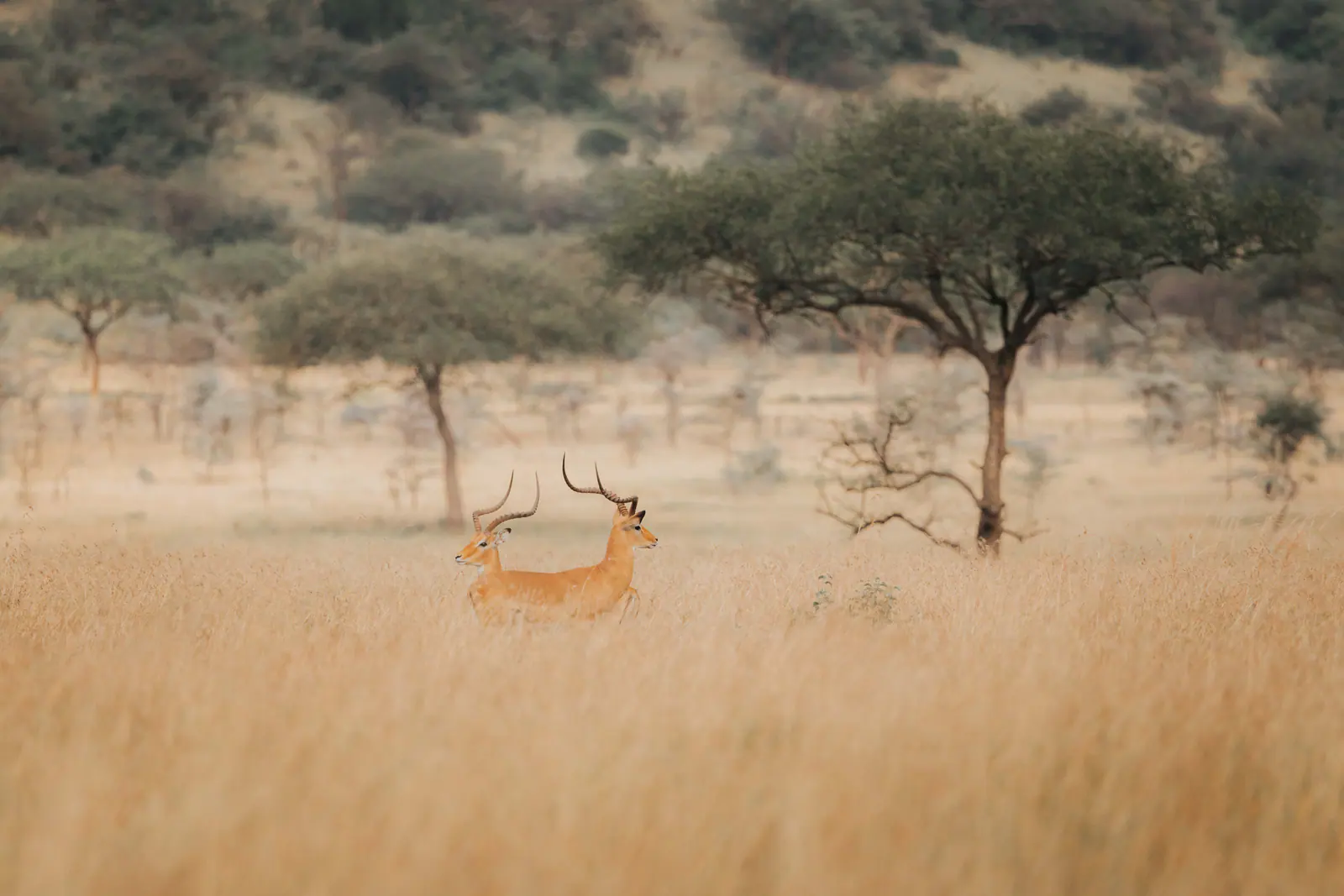 Impala nell’erba alta e dorata
