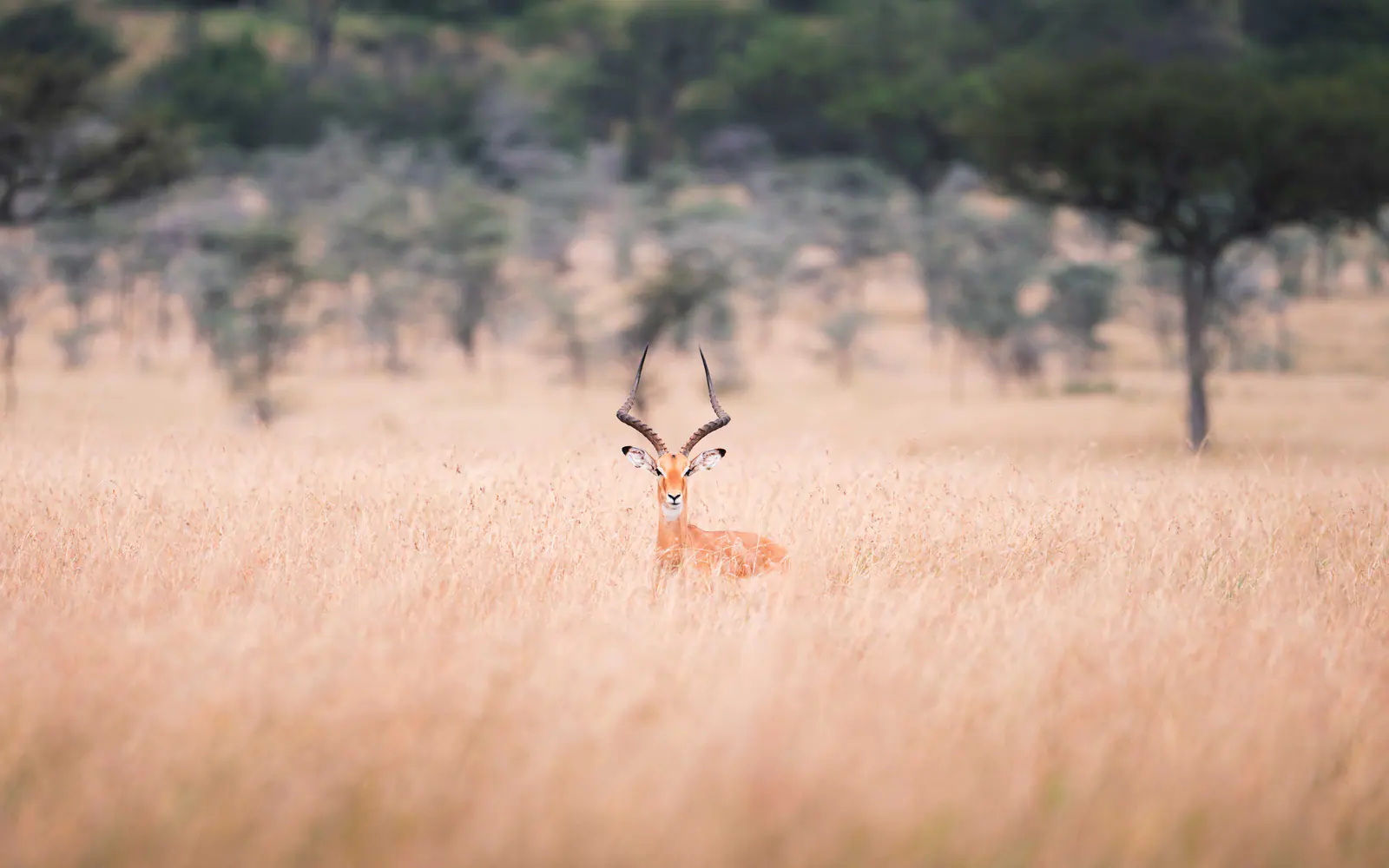 Impalas im hohen goldenen Gras