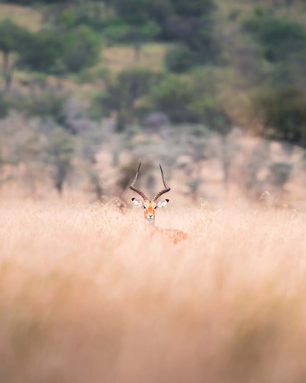 Impala in tall golden grass