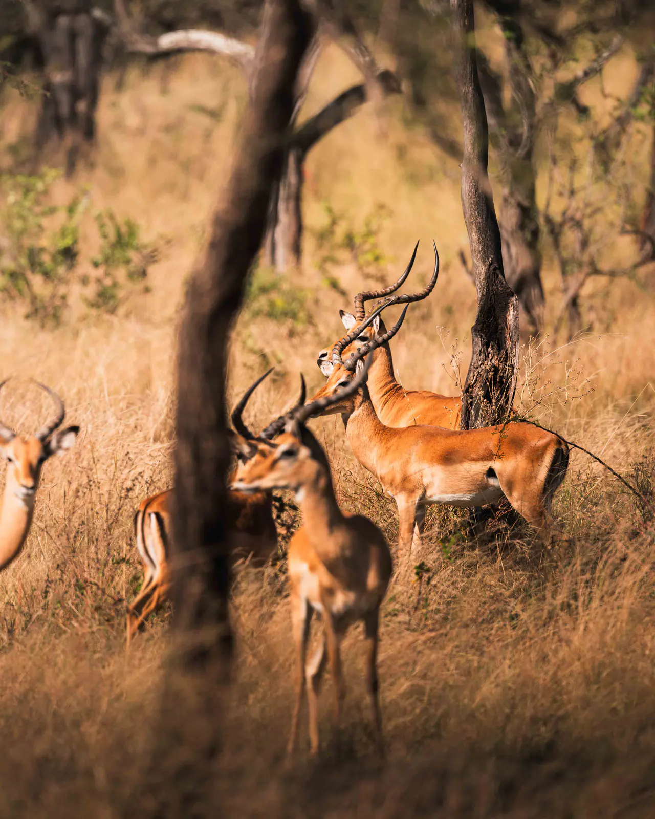 Impala in tall golden grass
