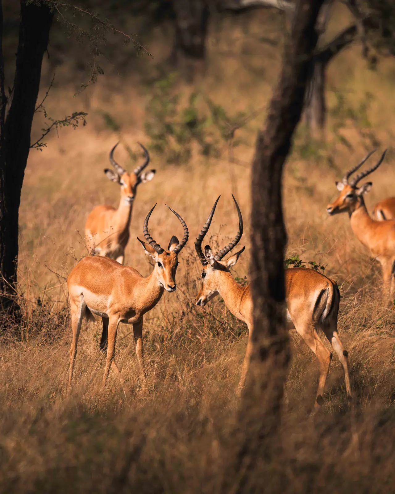 Impala in tall golden grass
