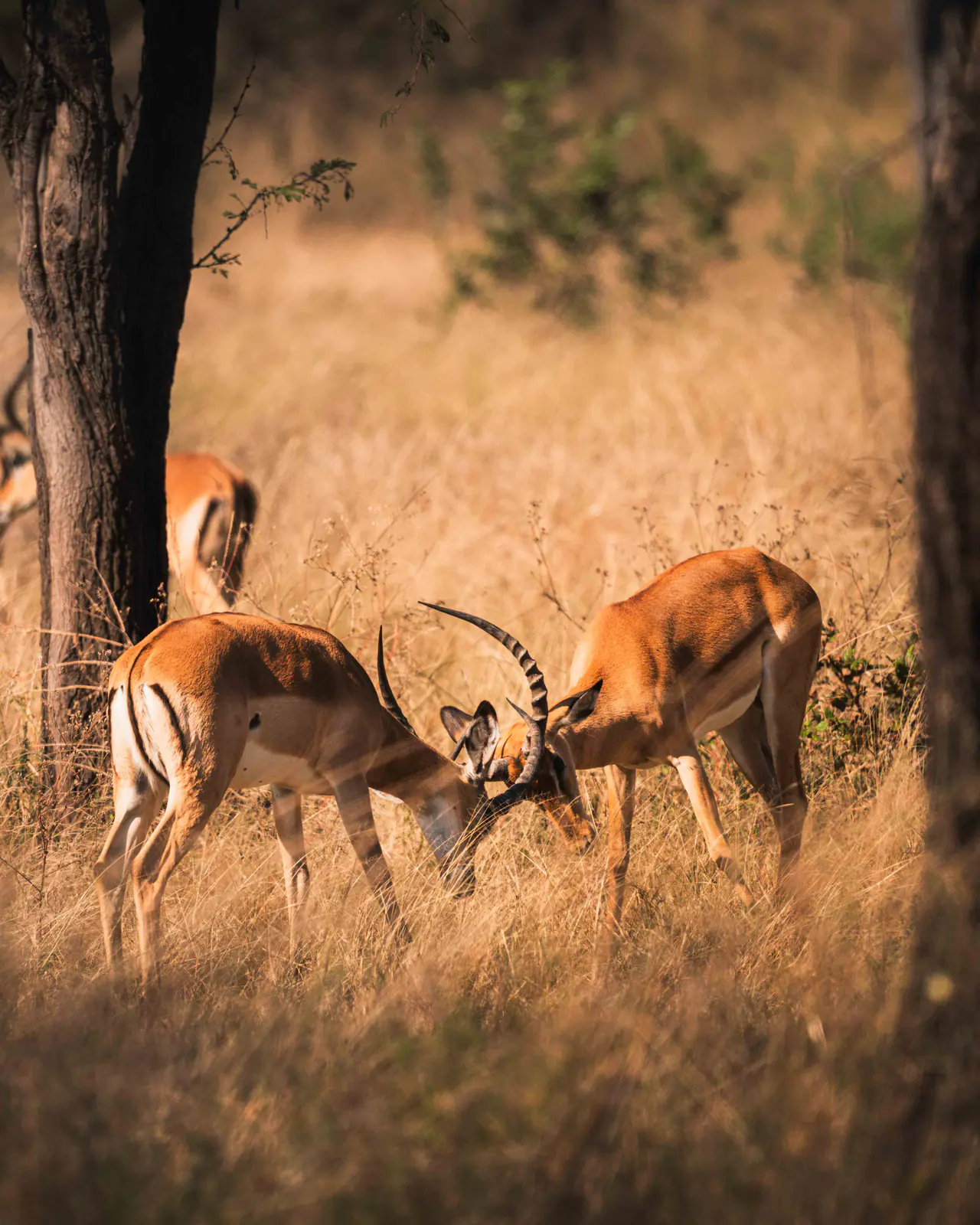 Impala in tall golden grass
