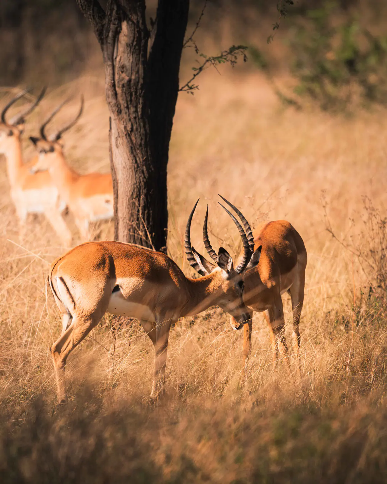 Impalas im hohen goldenen Gras