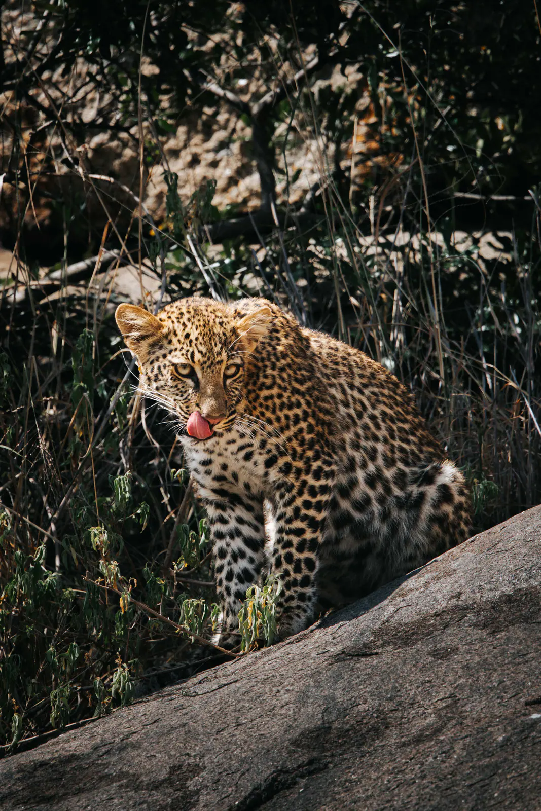 Ein junger Leopard ruht auf einem Granitfelsen