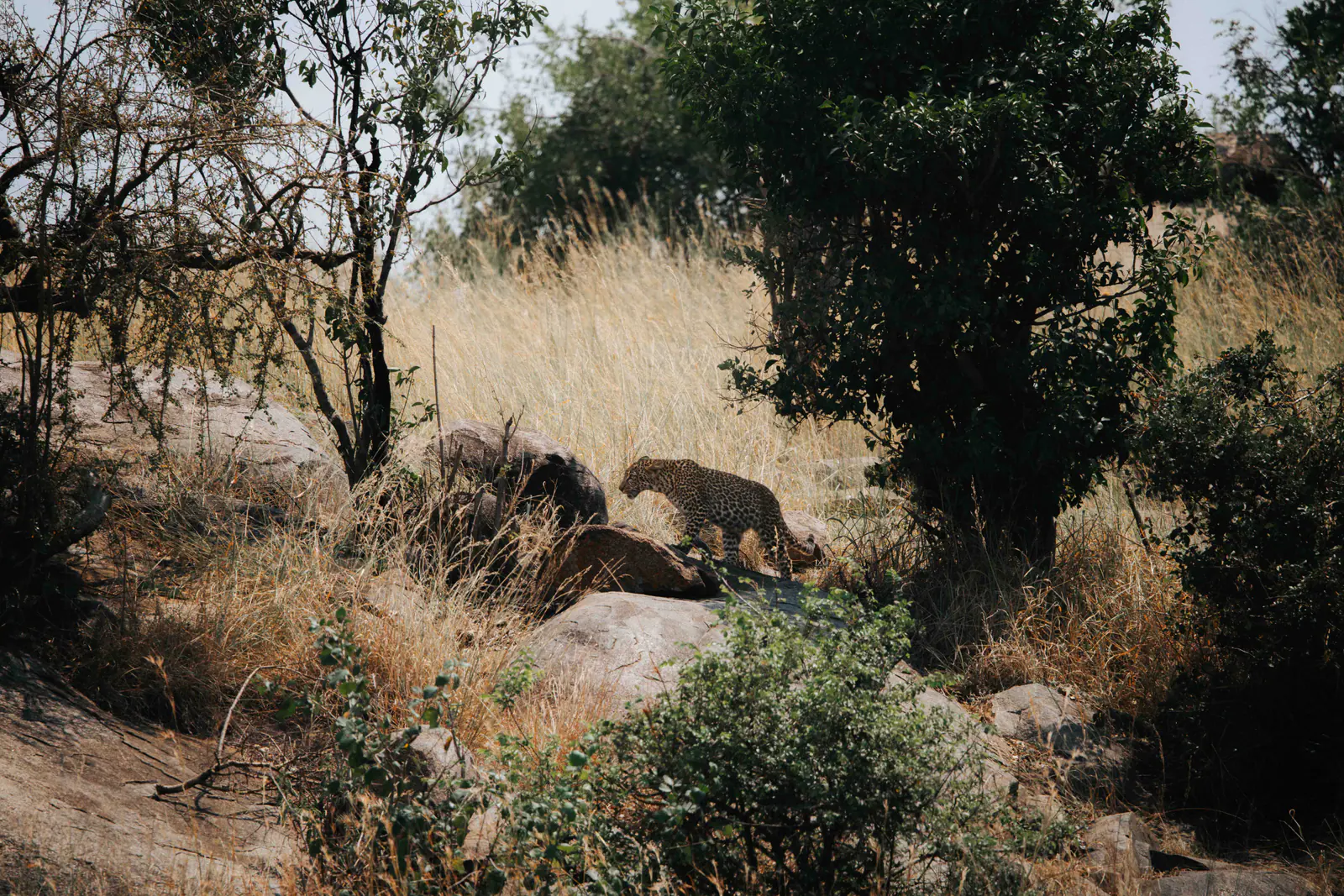Ein junger Leopard ruht auf einem Granitfelsen