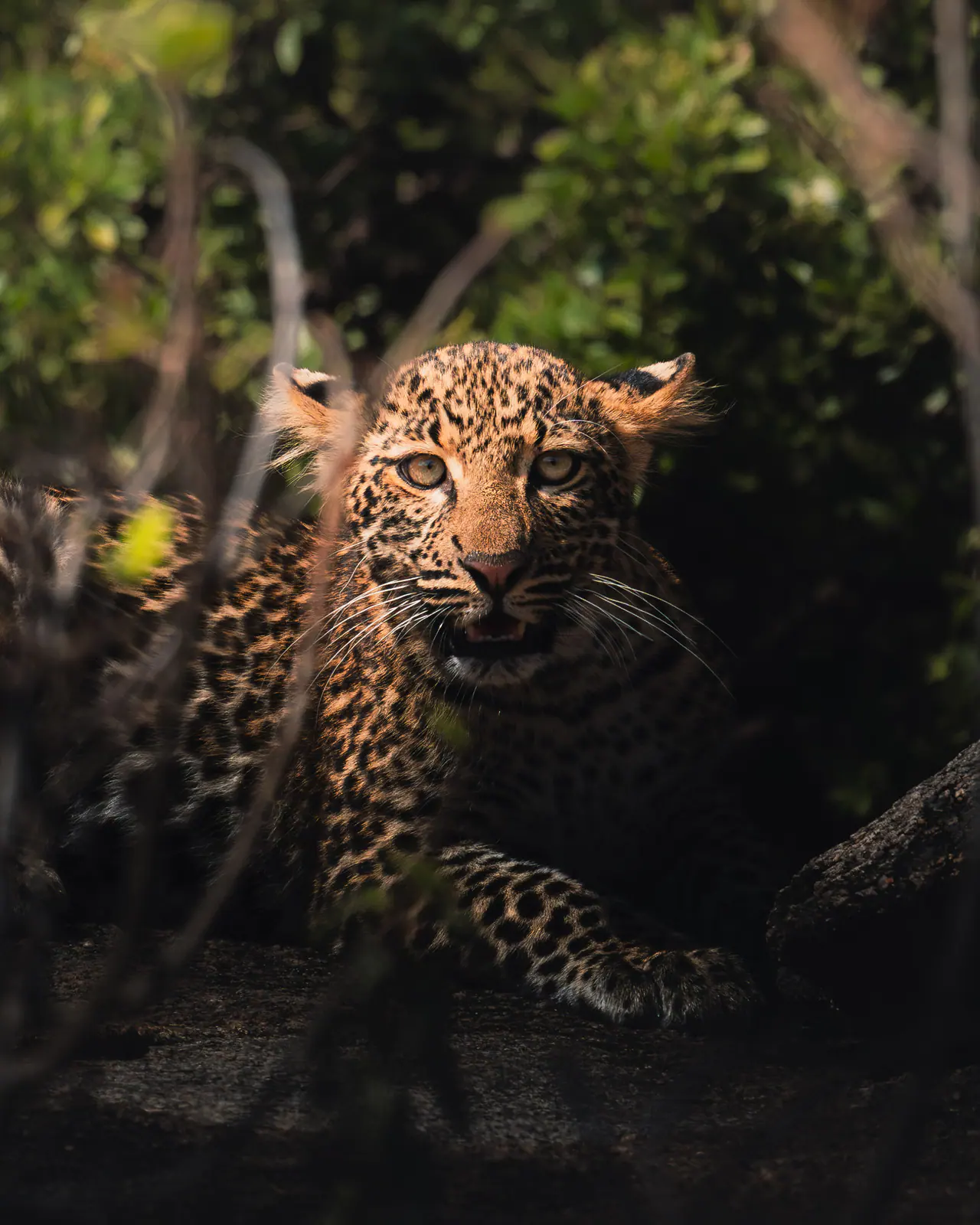 Ein junger Leopard ruht auf einem Granitfelsen