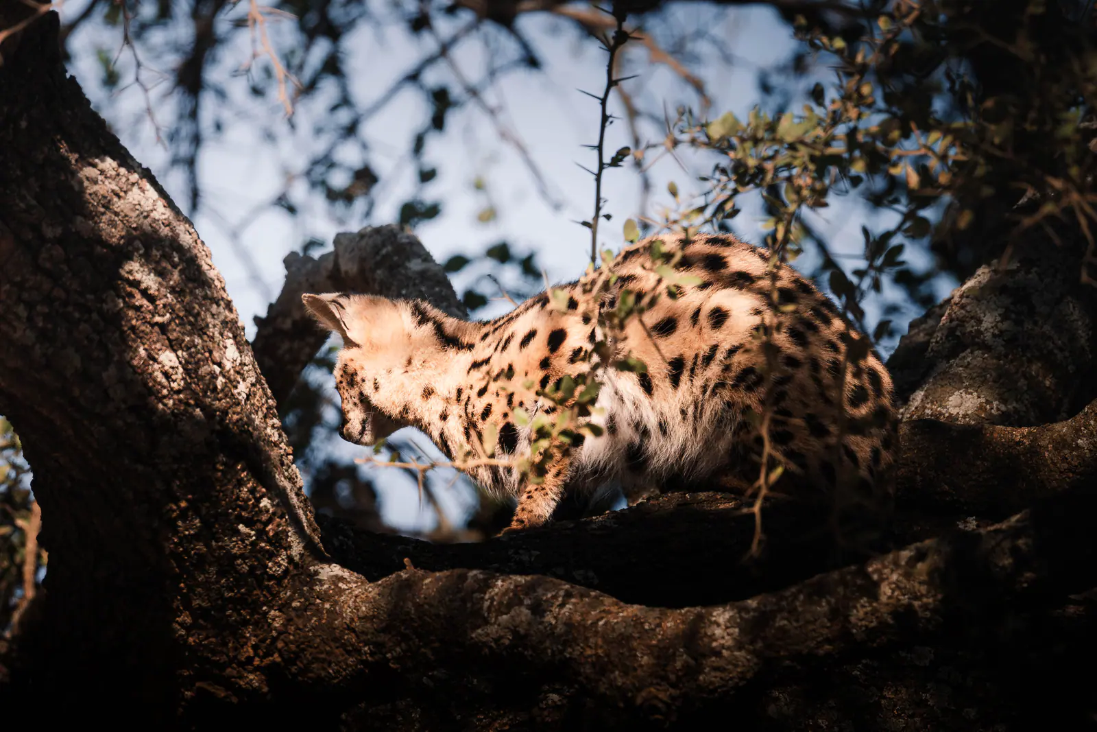 Ein Leopard ruht auf einem Ast