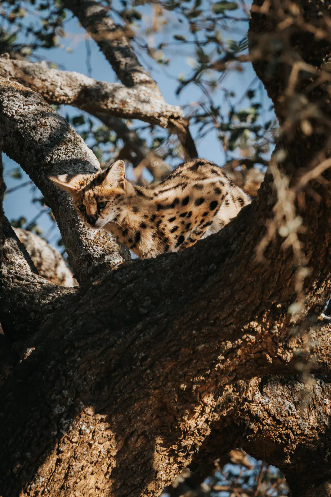 Ein Leopard ruht auf einem Ast