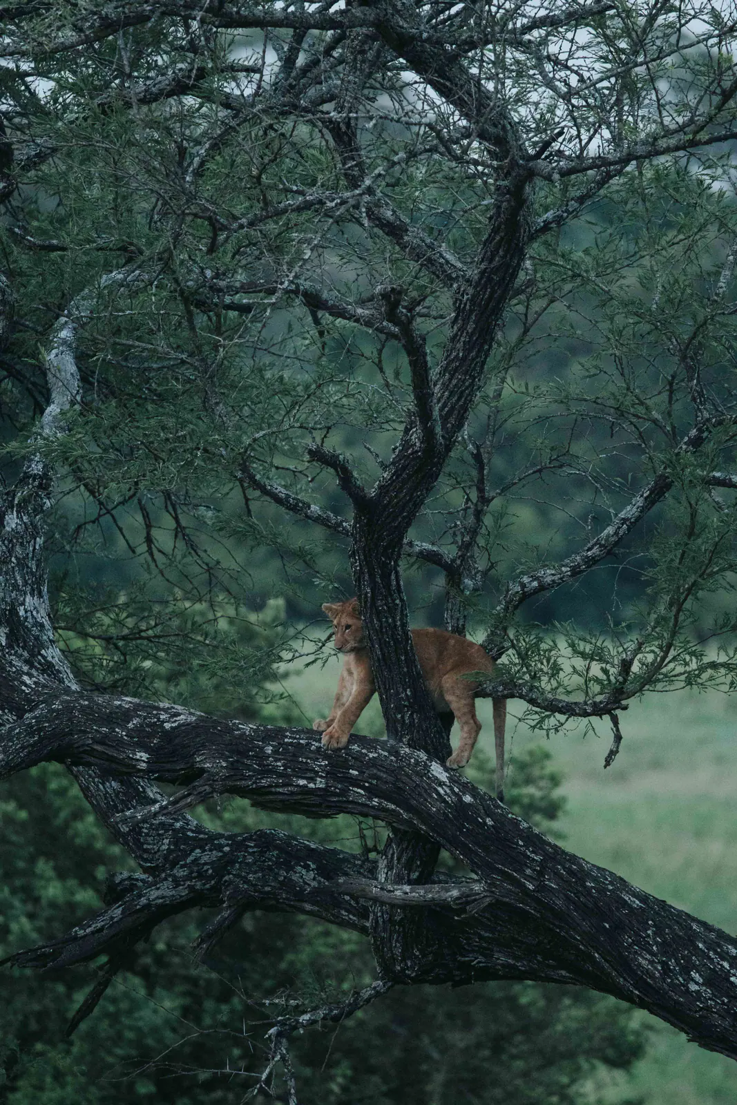 Un leopardo a riposo su un ramo