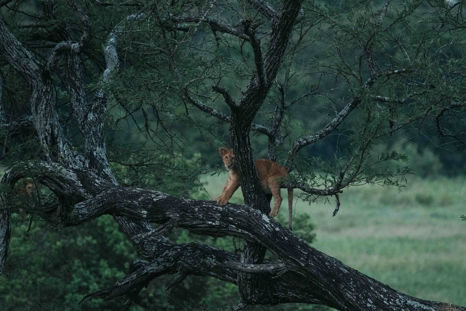 Ein Leopard ruht auf einem Ast