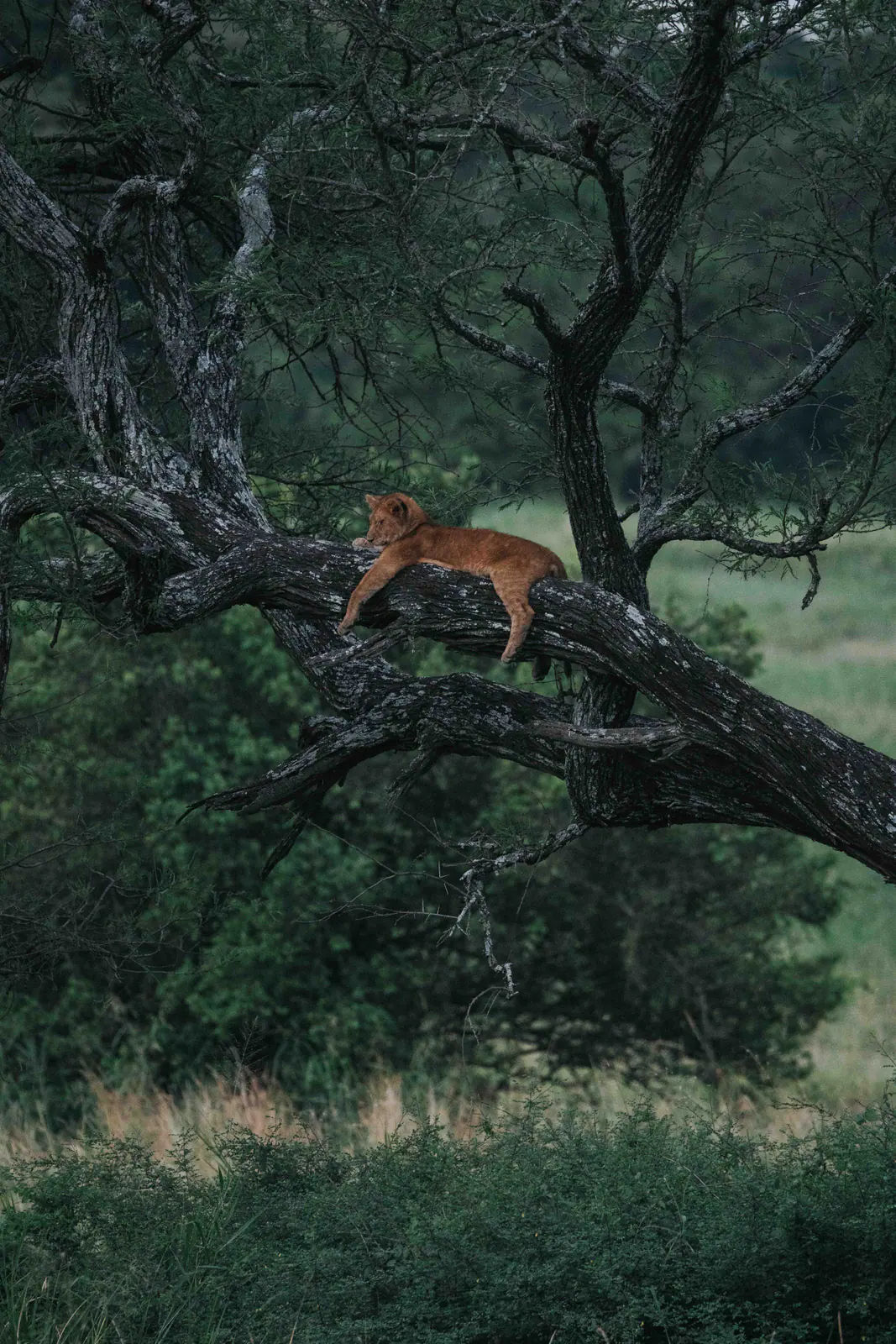 Ein Leopard ruht auf einem Ast