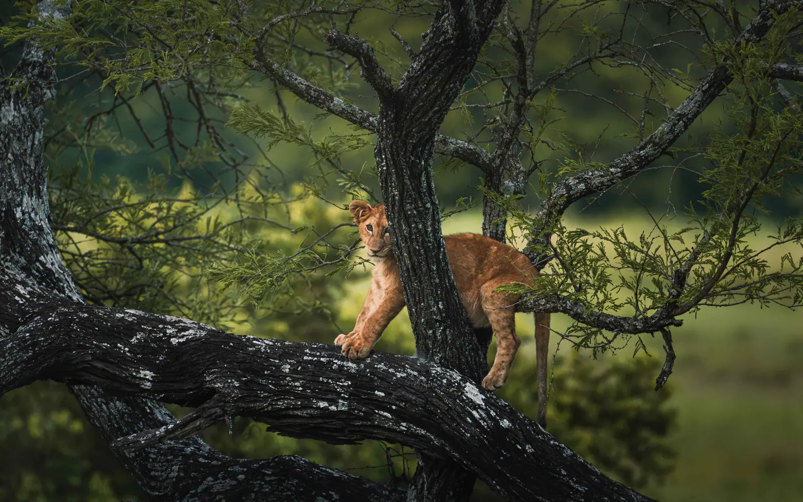 Ein Leopard ruht auf einem Ast