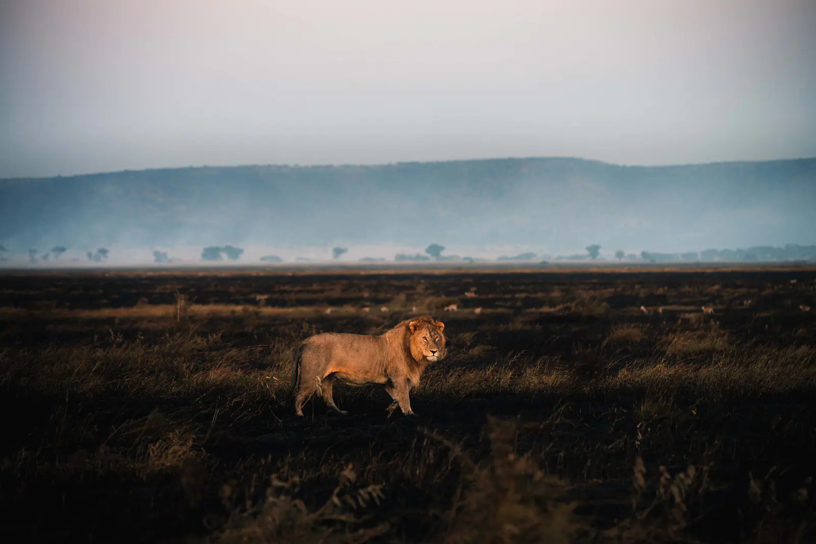 Lions walking across dark burnt plains