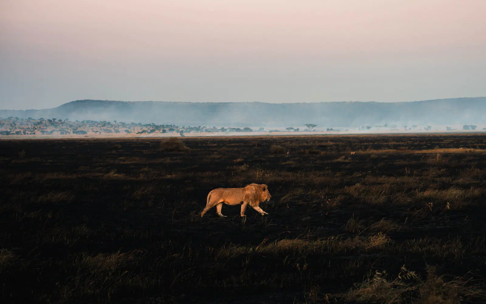Lions walking across dark burnt plains