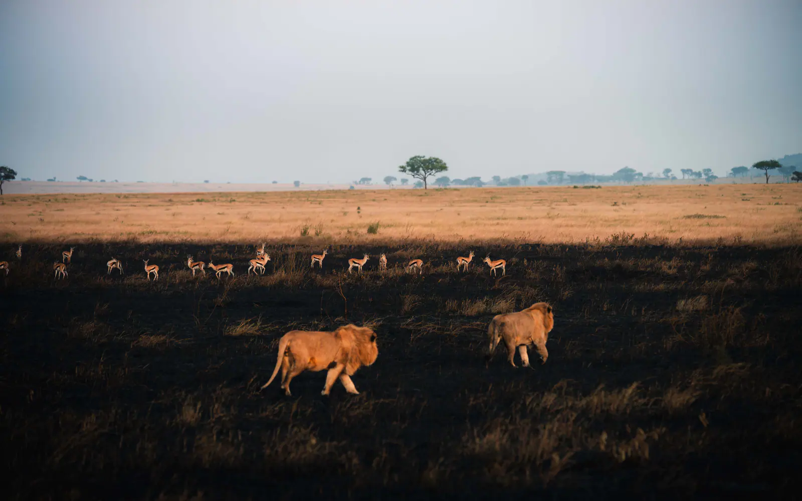 Lions walking across dark burnt plains