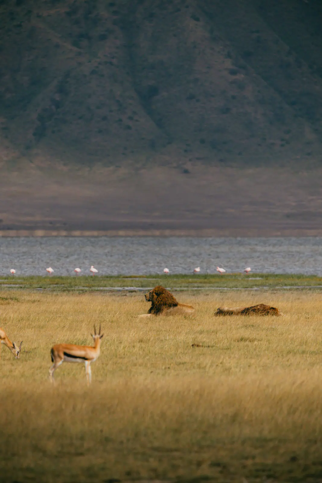 A male lion resting on the crater floor
