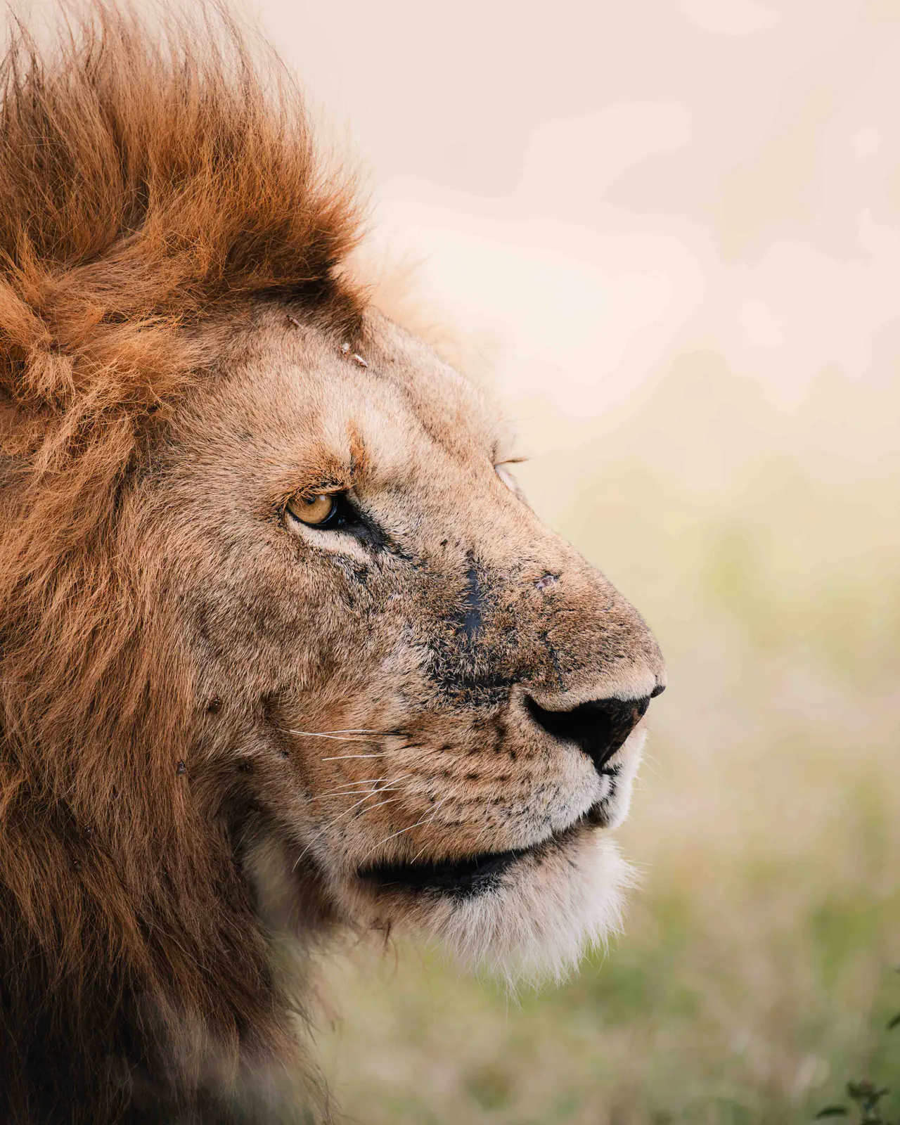 Retrato cercano de un león macho