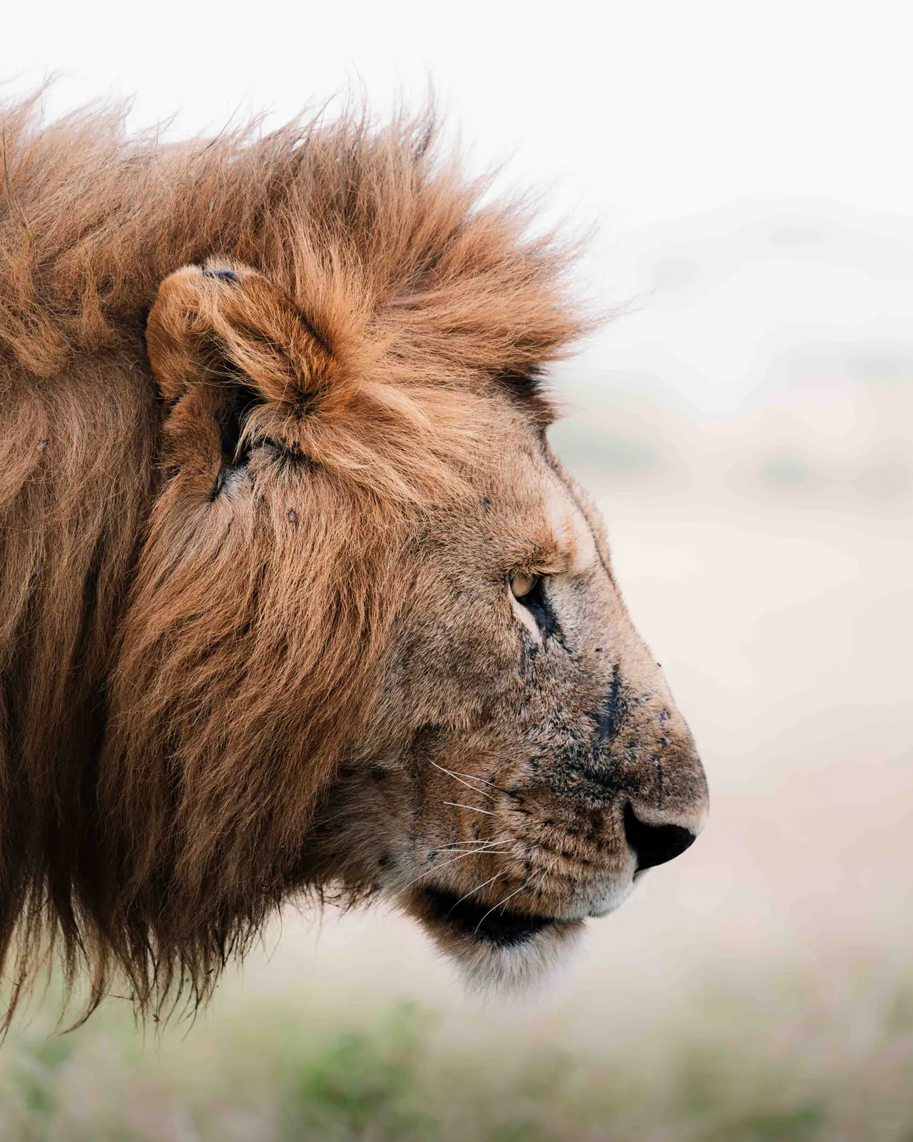 Portrait rapproché d’un lion mâle