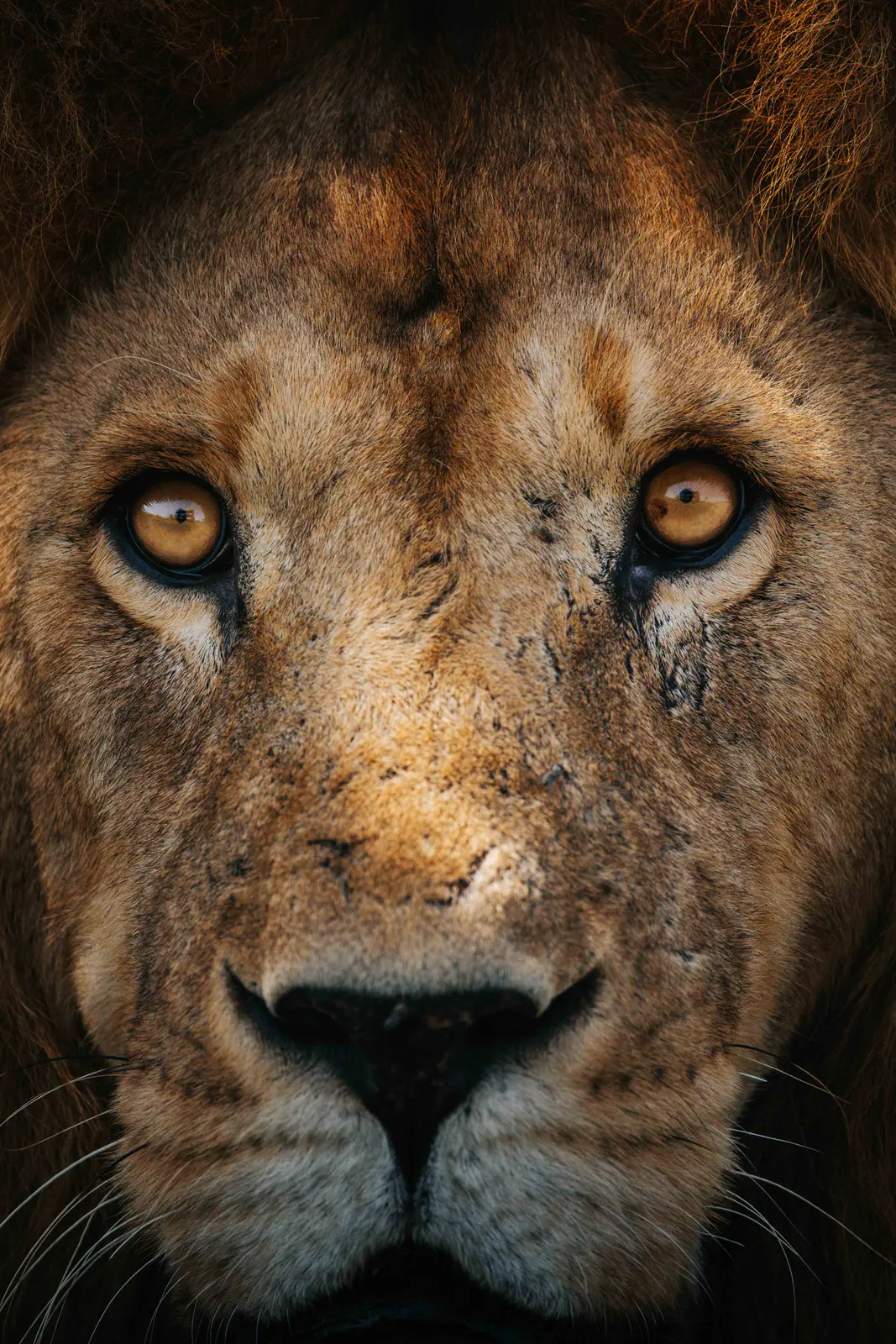 Portrait rapproché d’un lion mâle
