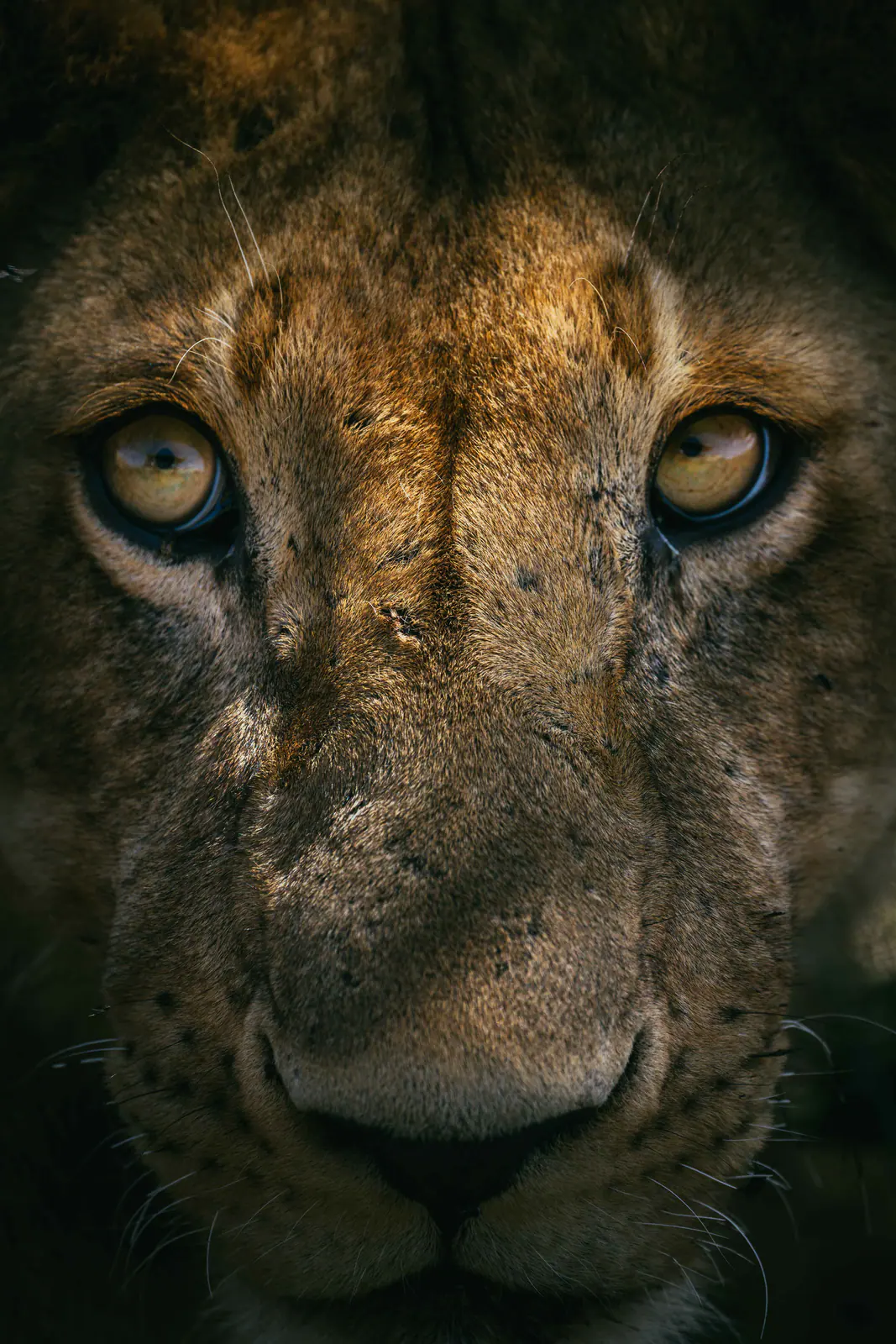 Retrato cercano de un león macho