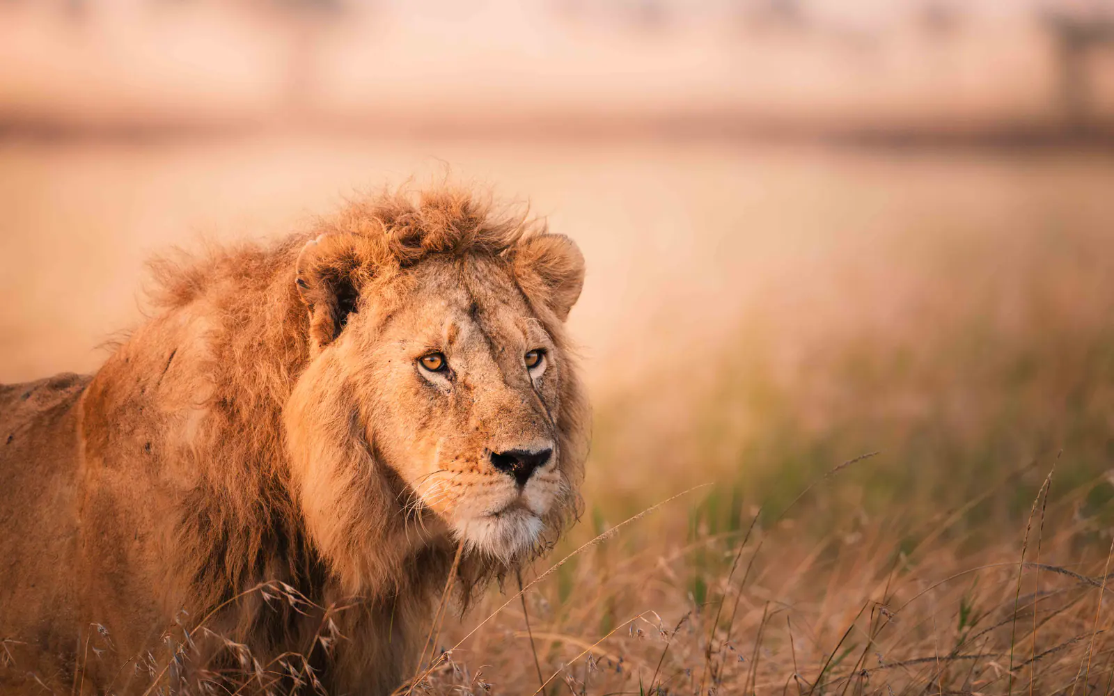 Close portrait of a male lion