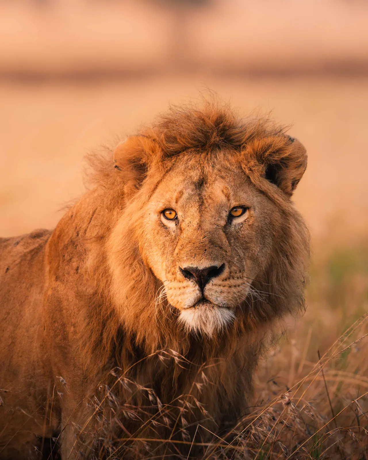 Close portrait of a male lion