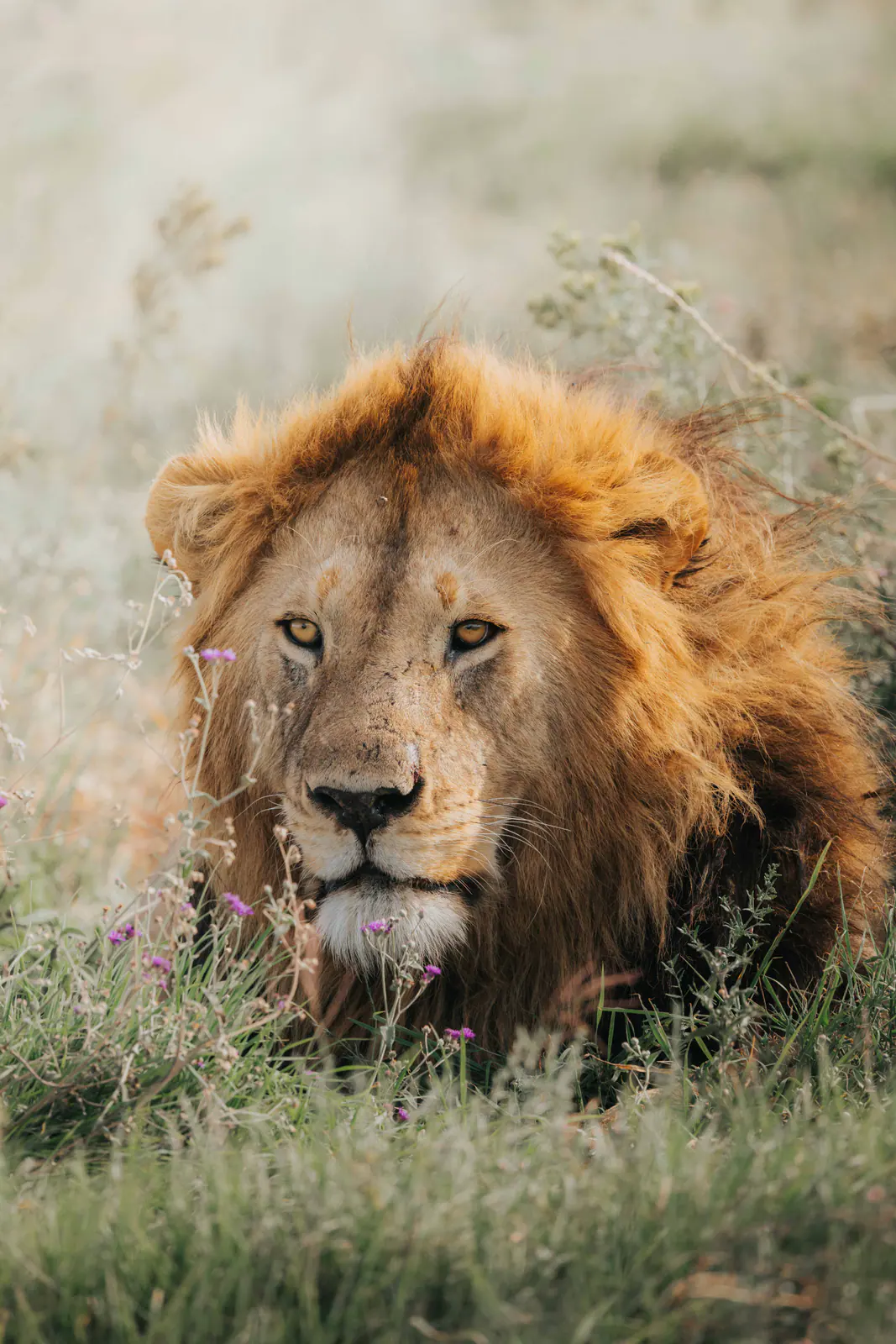 Close portrait of a male lion