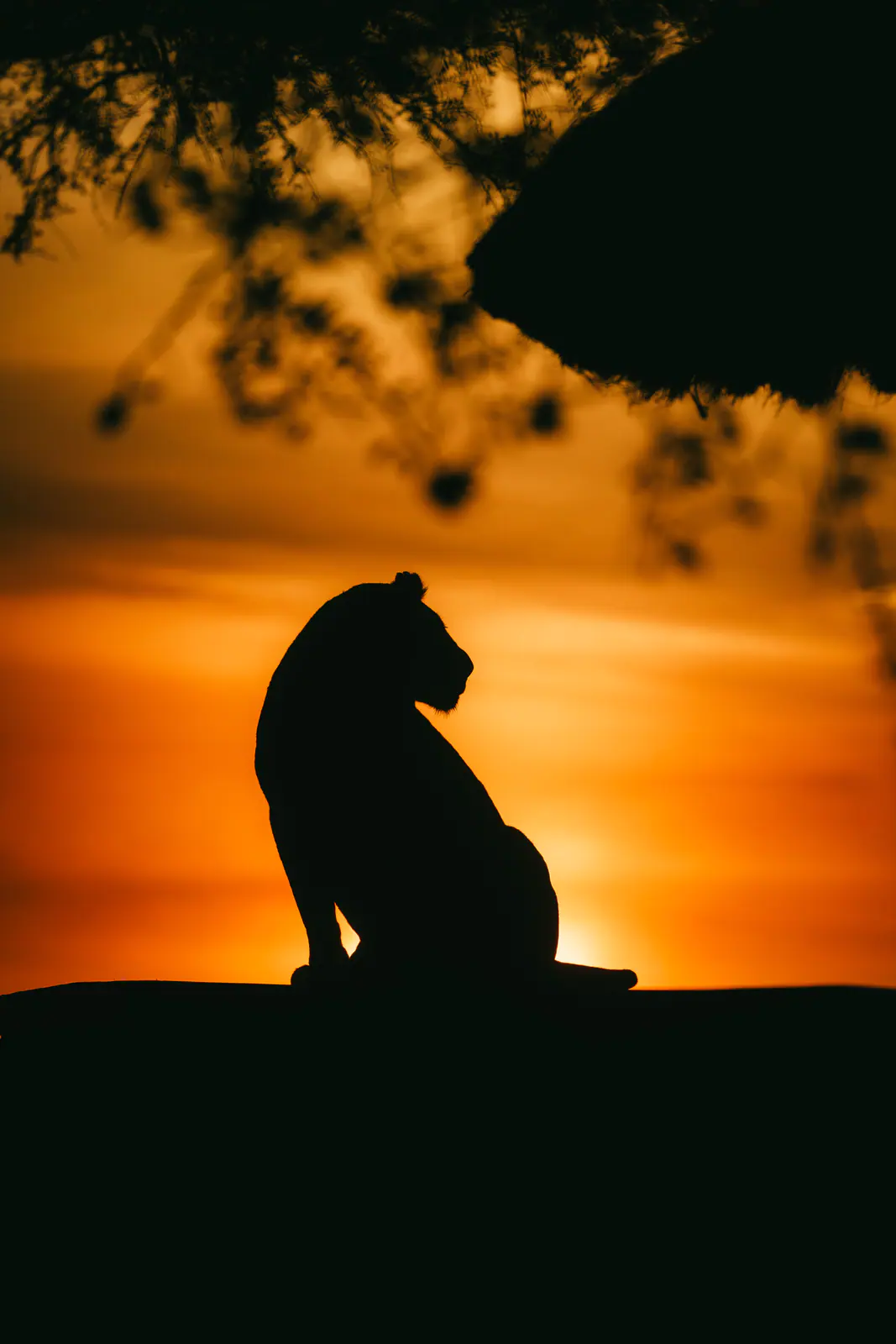 Une lionne en silhouette au coucher du soleil