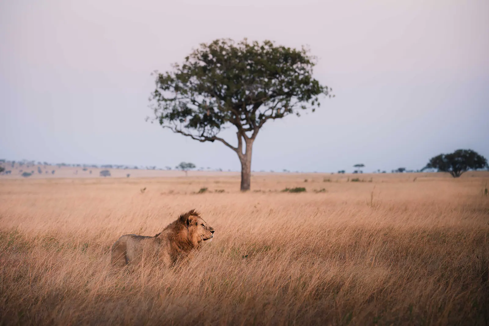 Design Your Custom Safari
