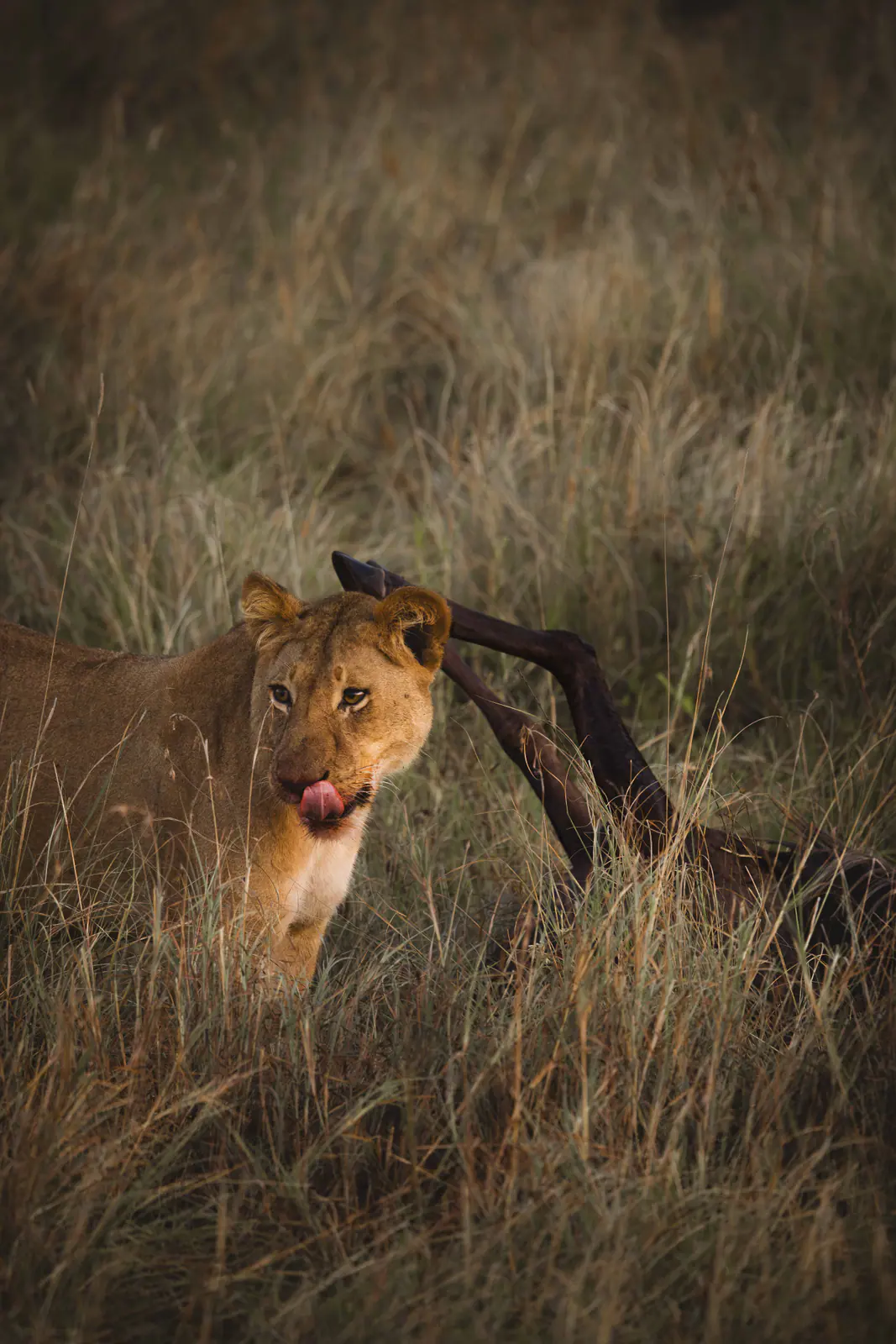 A lioness in golden evening grass