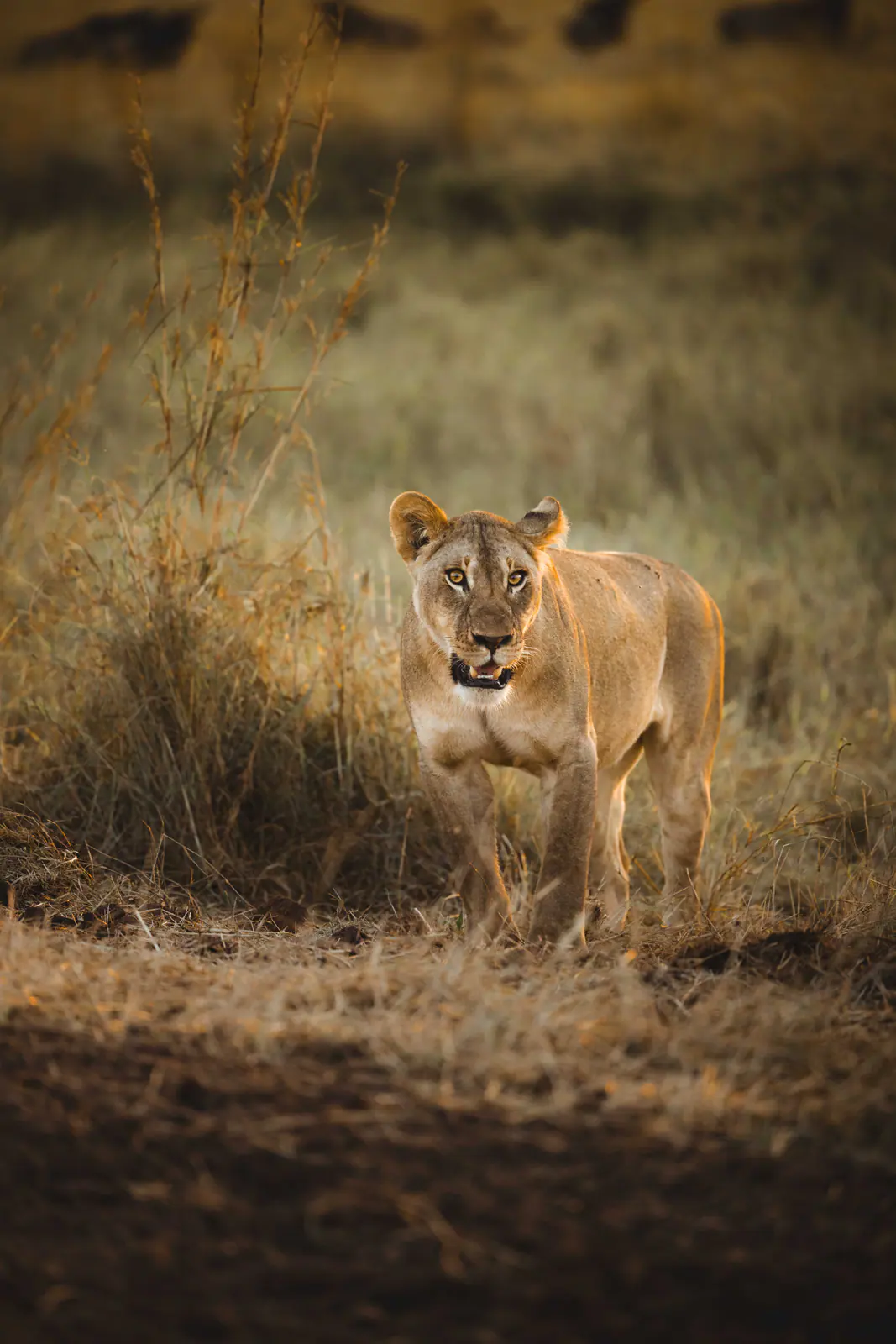 A lioness in golden evening grass