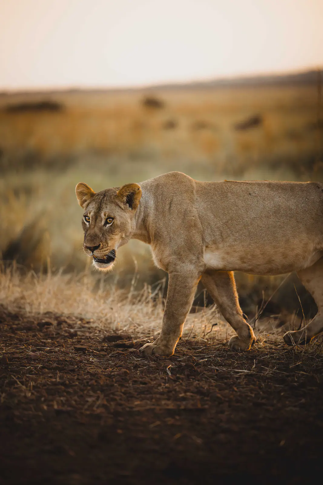 Une lionne dans l’herbe dorée du soir